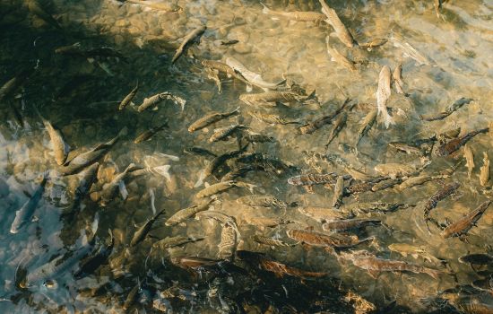 Fishing App: Find and Catch Your Perfect Fish