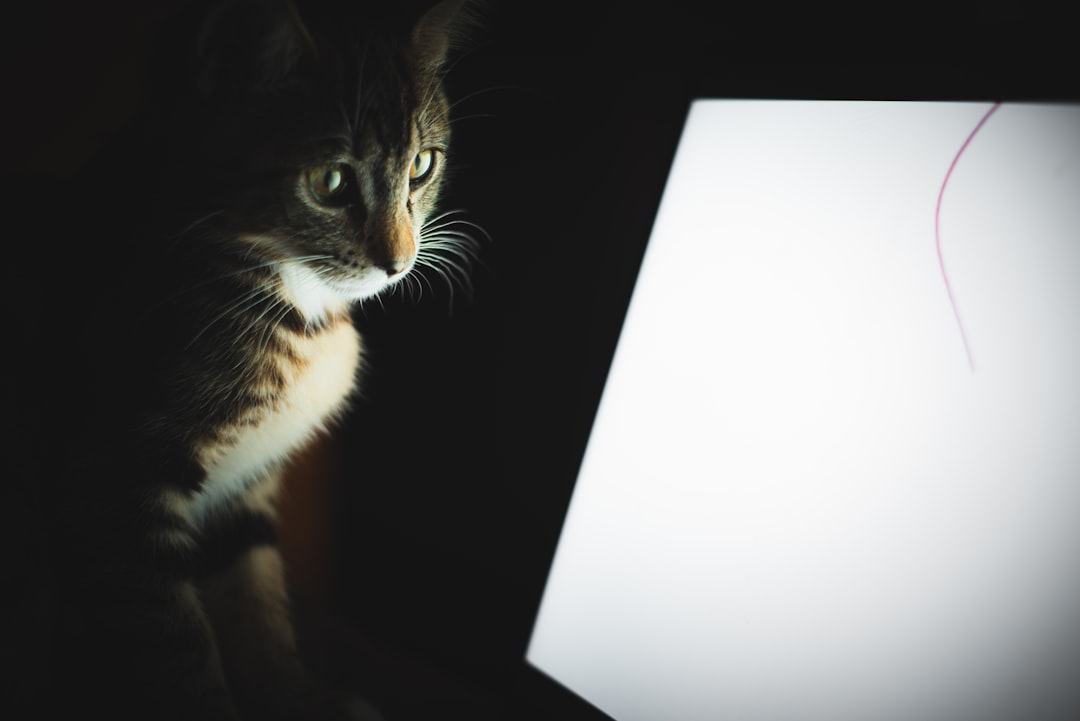 Learn Essential Online Cat Care Skills Today