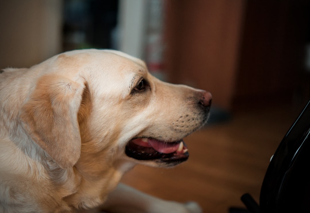 Learn Everything About Online Dog Training: Complete Guide