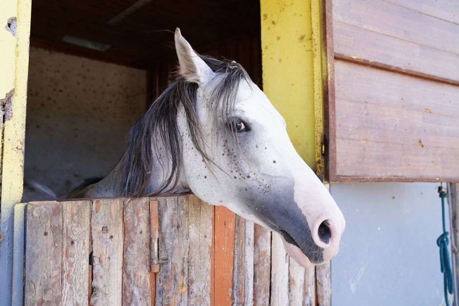 Learn to Care for and Ride Horses Online