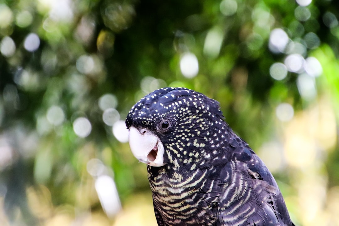 Learn Everything About Parrots Online: Complete Guide