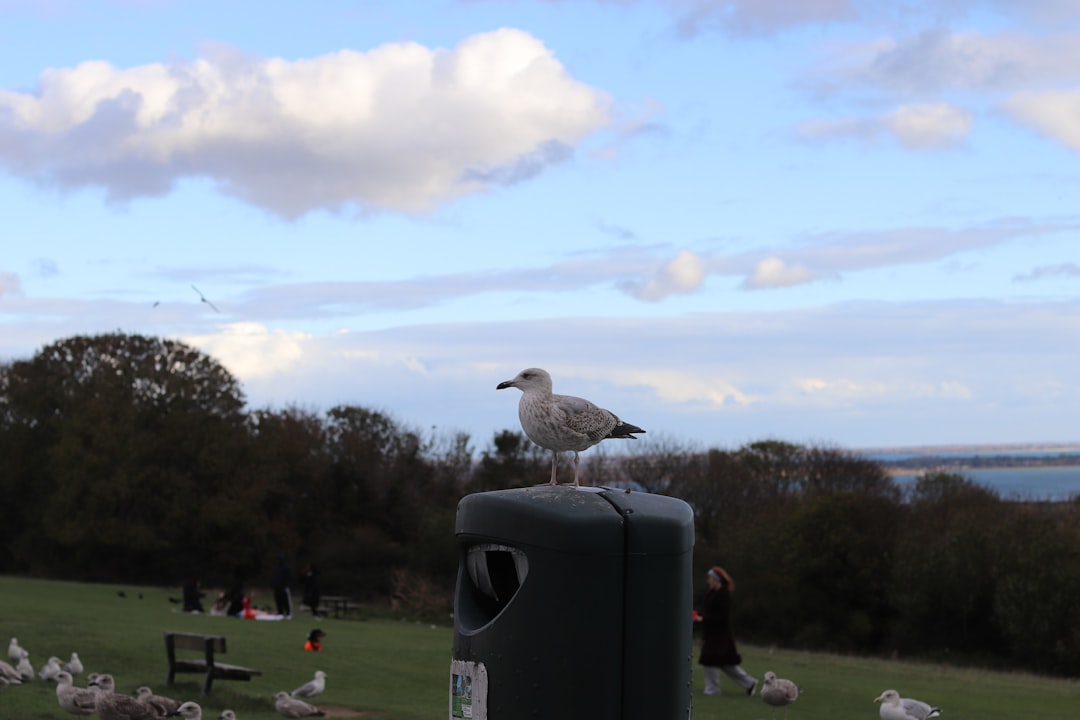Learn About Birds Online: Courses, Resources, and Tips