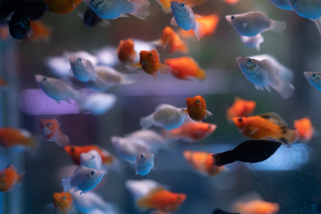 Learn Everything About Aquariums Online: Complete Guide