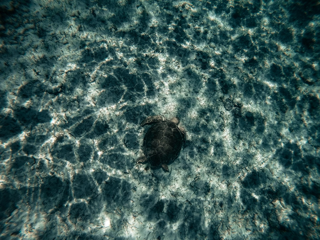 Learn About Turtles Online: Comprehensive Guide and Resources