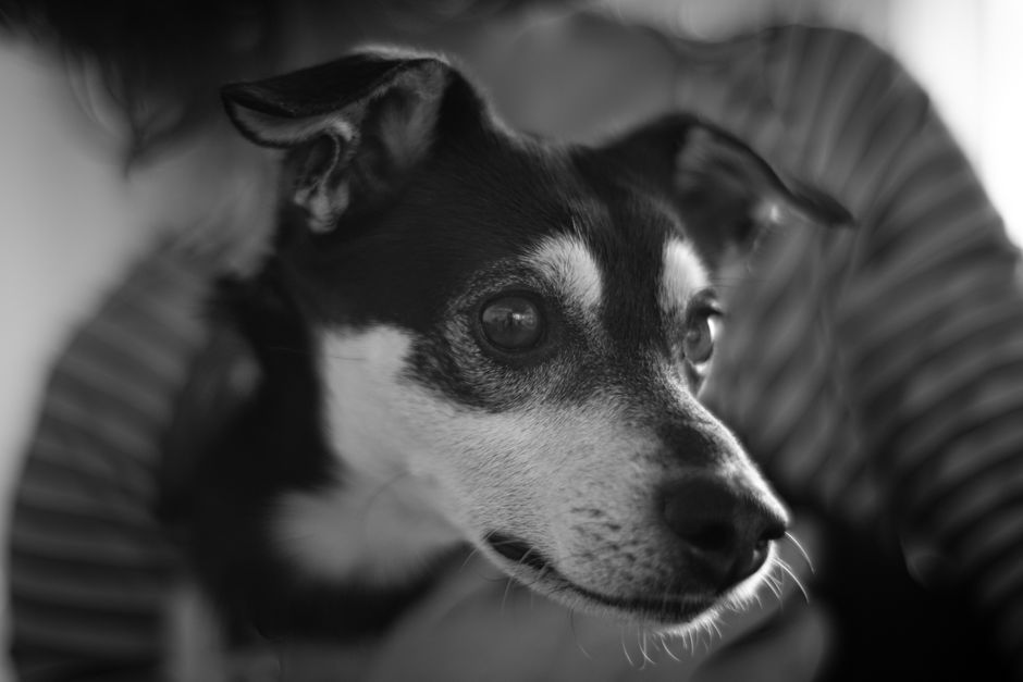 Learn Pet Photography Online: Techniques for Better Photos